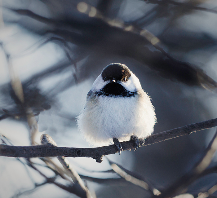 A black-capped chickadee perches on a branch.