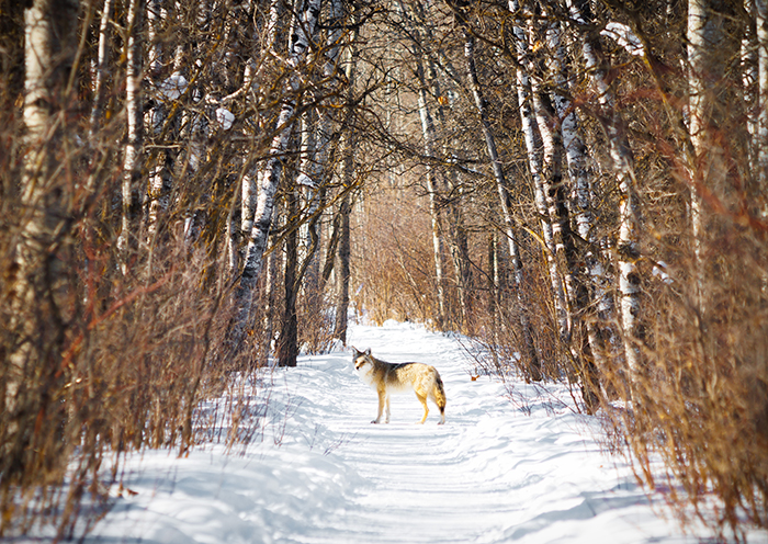 A coyote stands in a trail running through Assiniboine Forest