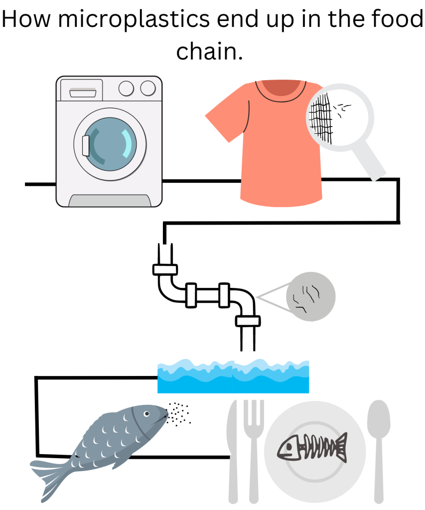 How microplastics transfer and end up in the food chain.