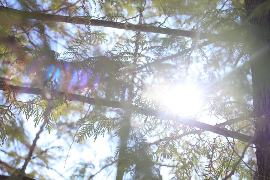 Sun shines through branches 