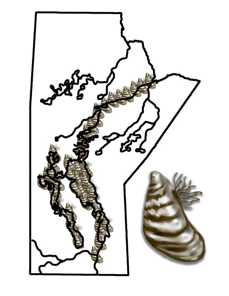 A map with the approximate distribution of zebra mussels in Manitoba's waterways